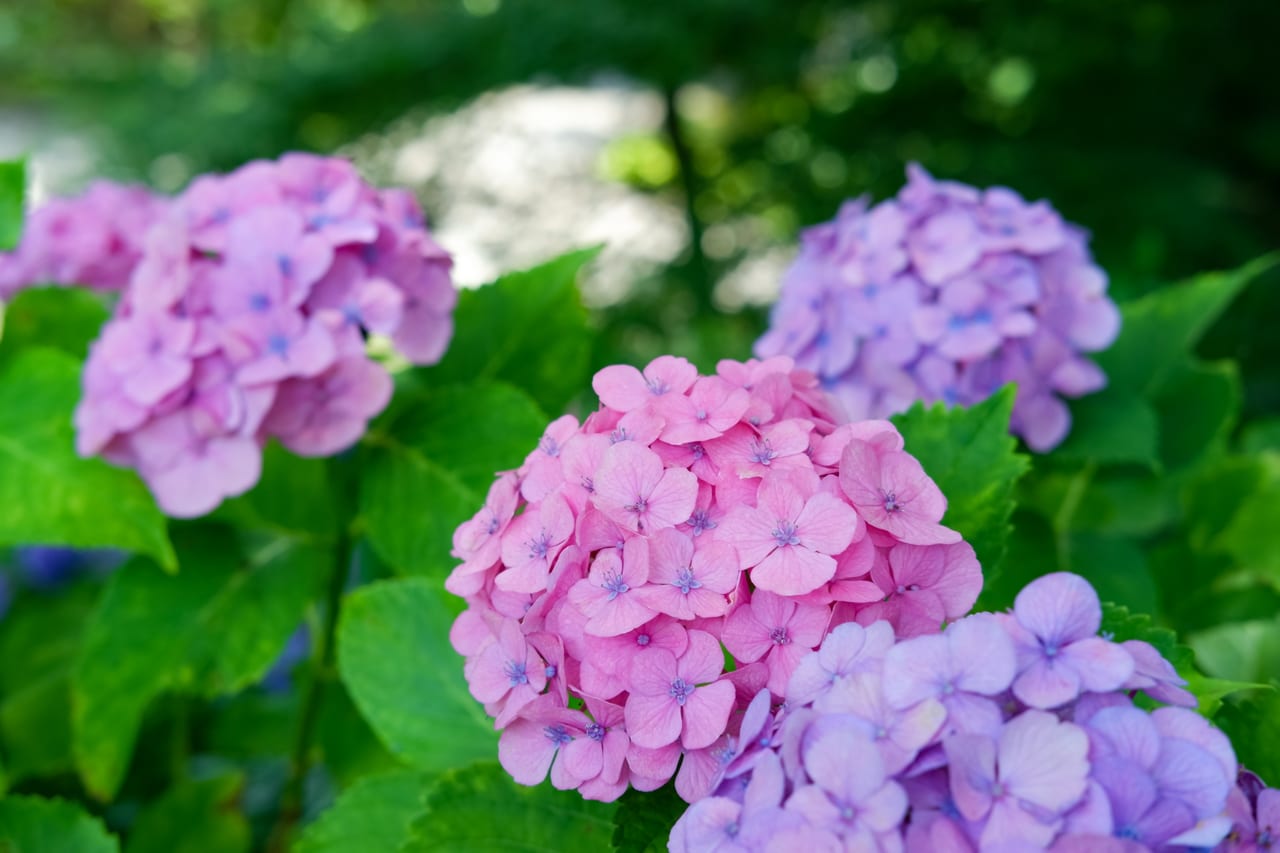 足立区 6月の千住の街は あじさいの花がとても綺麗に咲いています 号外net 足立区