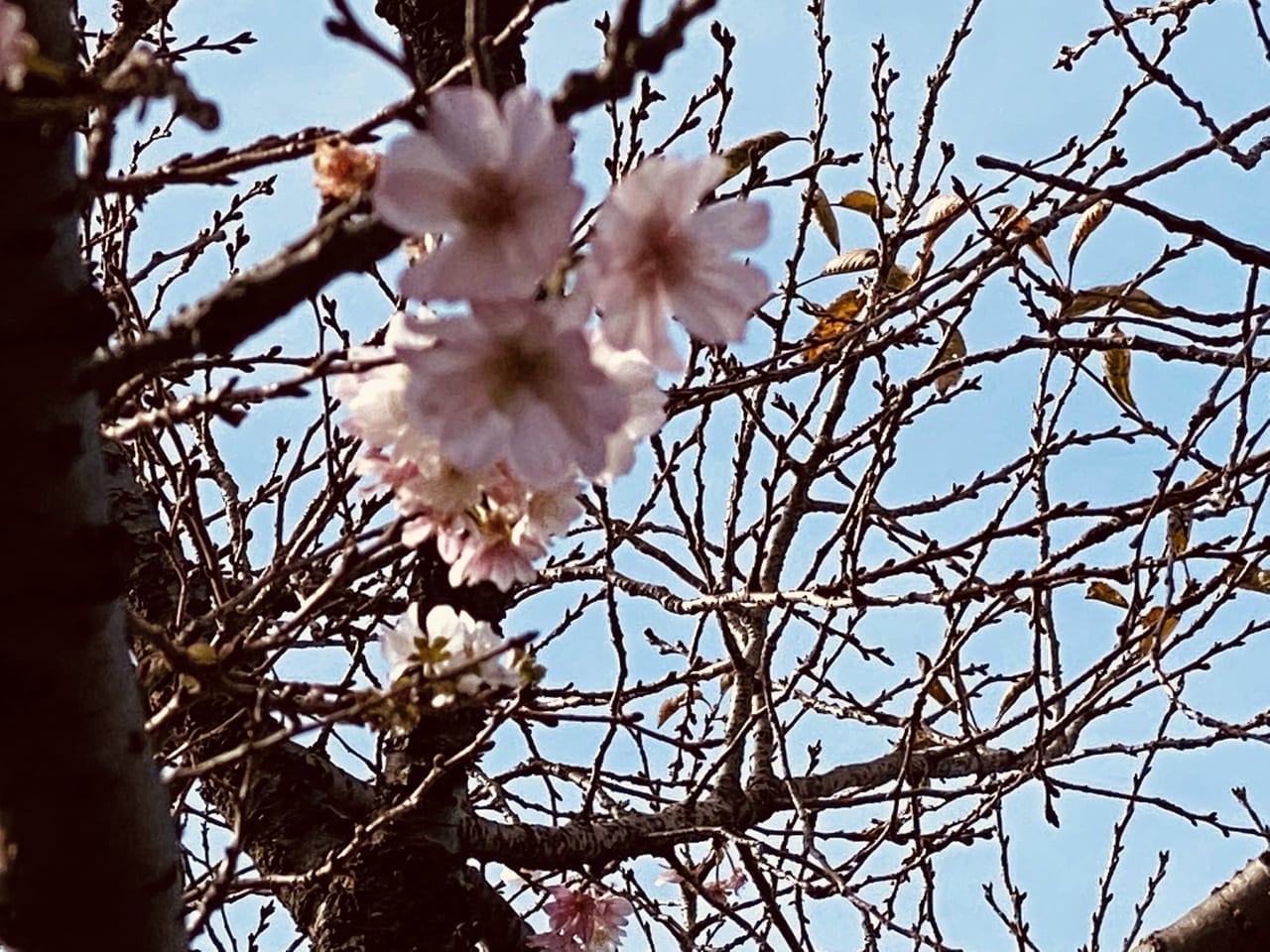江北北部緑道公園10月桜