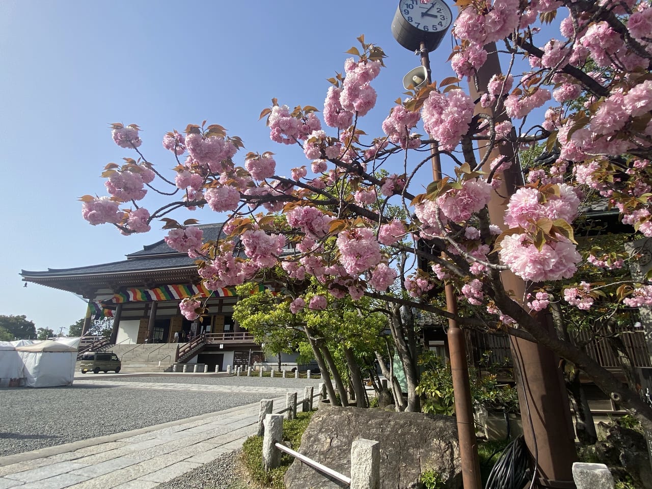 西新井大師花まつり2023