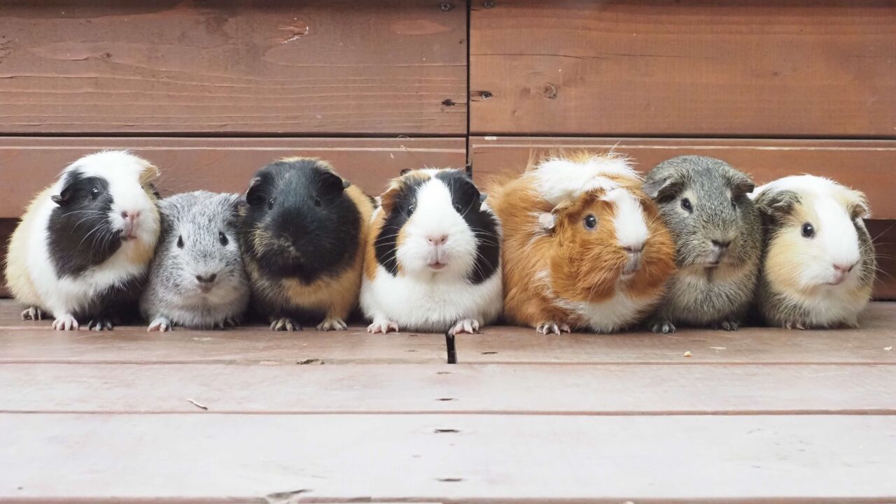 舎人公園千本桜まつり