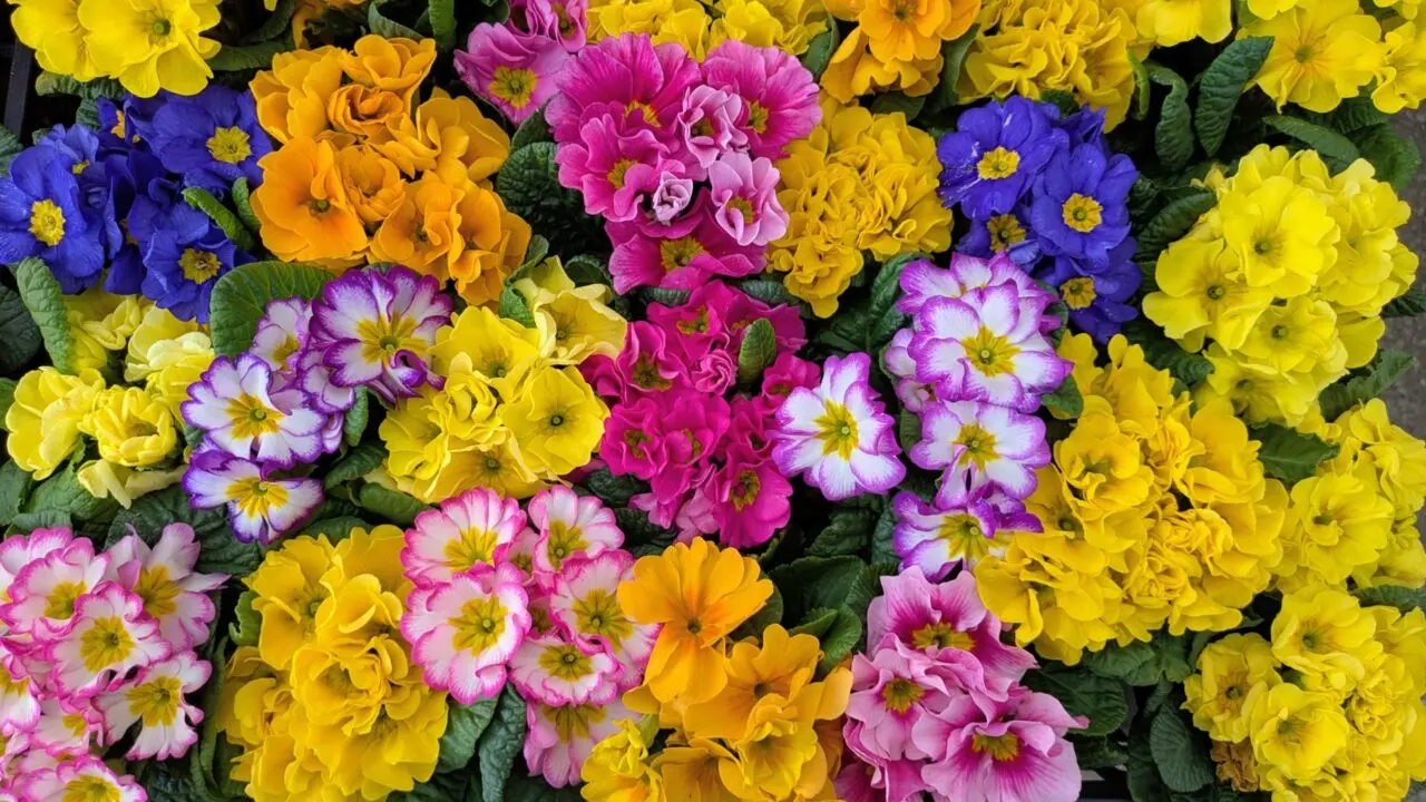 花